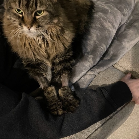 ‘Royal’ Embellished Peep-Toe Pump by Badgley Mischka - Picture 13 of 15